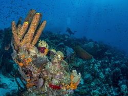 Some sponges and corals on Bonaire. by Brenda De Vries 
